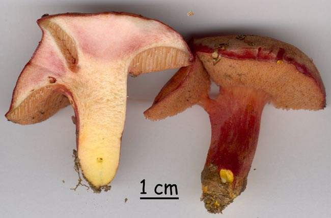 Chalciporus rubinus